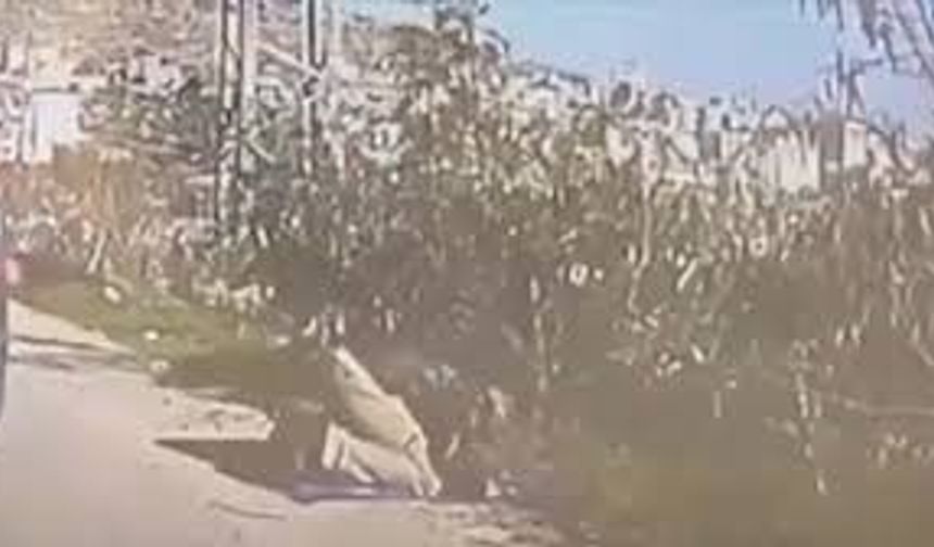 Batı Şeria’da ibadet halindeki Filistinliye vahşet: ATV ile ezdi