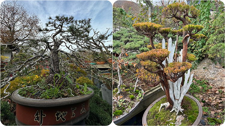 08 Nisan 03 Ekim 15 Bonsai