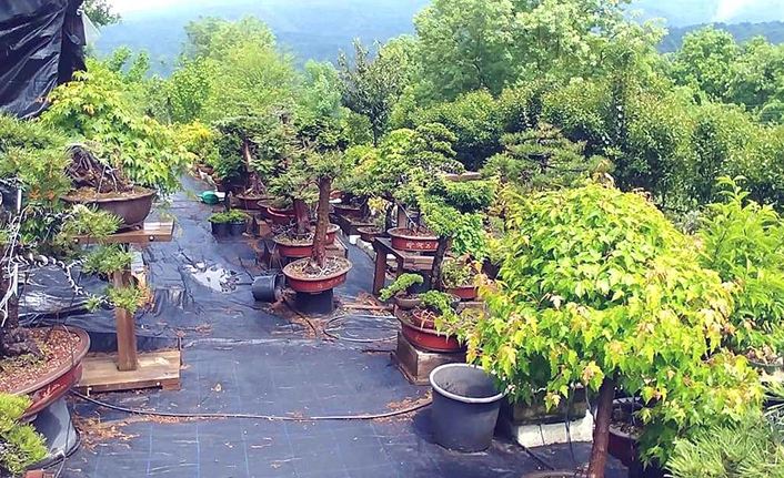 Bonsai Muzesi Yalovayi Dunyaya Tanitabilir H34401 78228