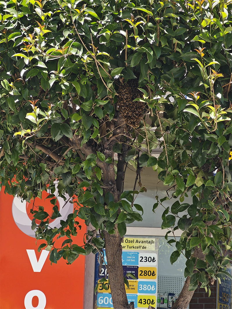 Ogul Veren Arilar Sehrin Ortasinda Agaca Yuva Yapti1