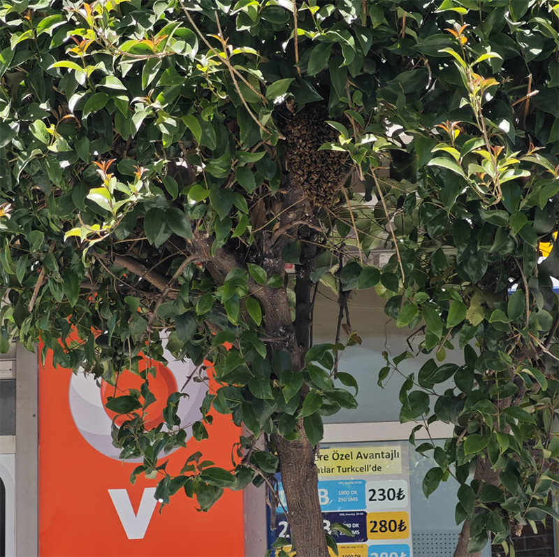 Ogul Veren Arilar Sehrin Ortasinda Agaca Yuva Yaptıi